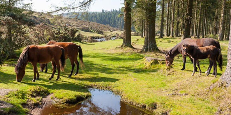 Wild ponies grazing in a serene woodland setting by a clear stream in Devon, with lush green grass and tall trees in the background.