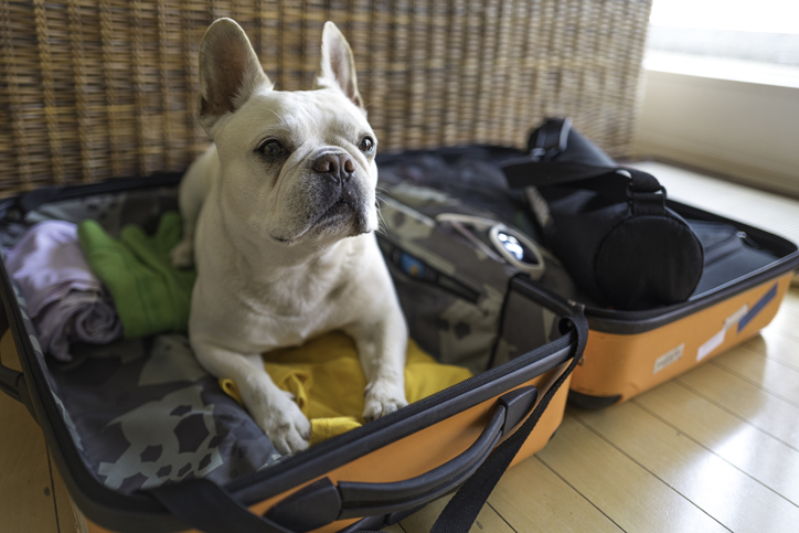 white dog sat in a suitcase waiting to go to one of the dog friendly holiday destinations