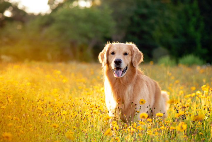 Young Golden Retriever posing in flowers. Beautiful dog with black eye Susans blooming. Retriever at sunset in a field of flowers and golden light.