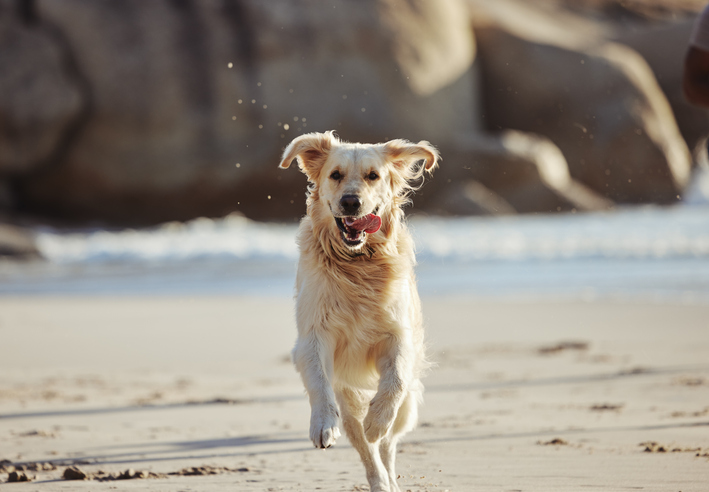 a dog running on the beach close the sea shore