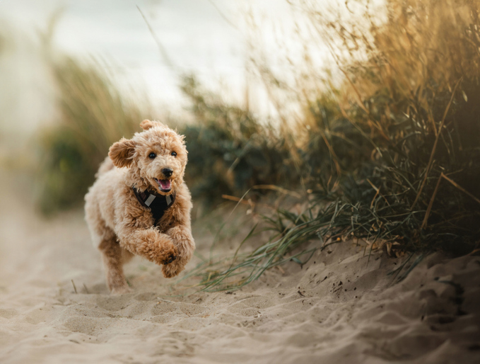 a small puppy running through sand dunes during pet-friendly static caravan holiday