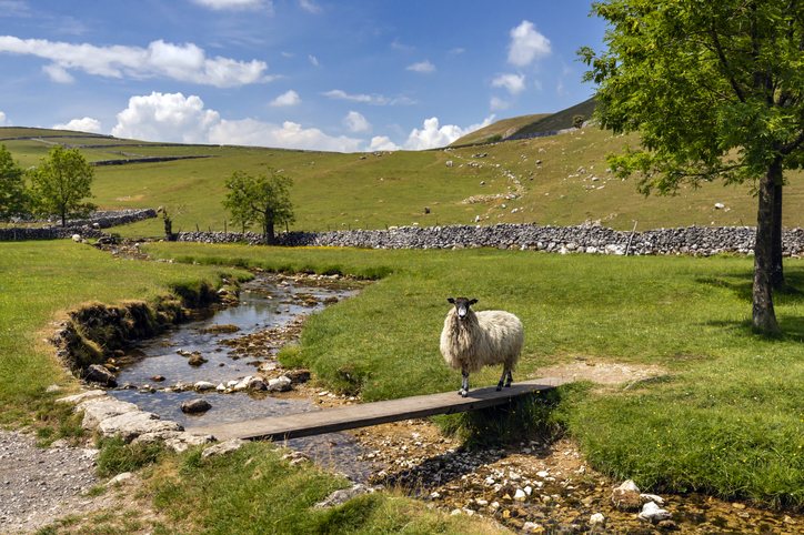 Cycling in Yorkshire || to do in north yorkshire - Sheep crossing a bridge over Gordale Beck near Malham Cove in the picturesque Yorkshire Dales National Park