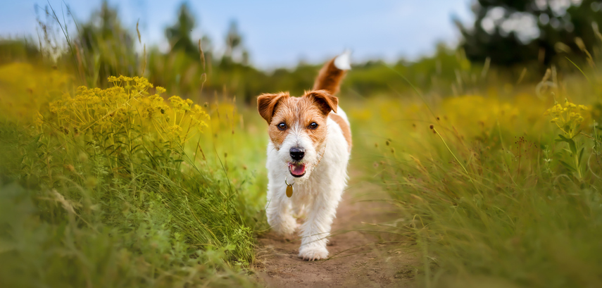 Cute happy healthy dog puppy as walking in the grass in spring