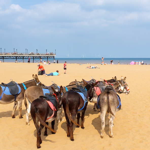 Skegness, England - JULY 30, 2014: Donkeys rest awaiting giving their next ride to children at Skegness, England. 30TH July 2014.