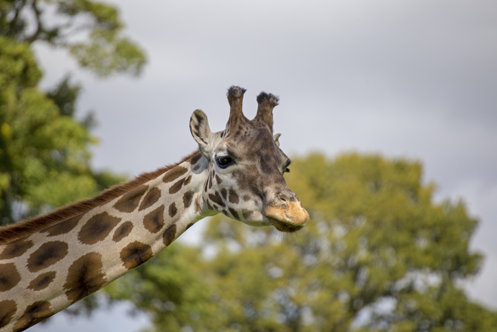 Showin a Giraffe in a rural setting .