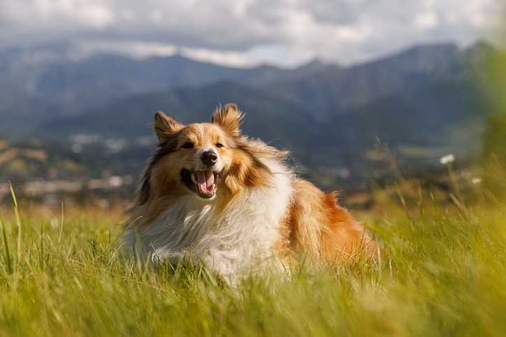 Happy Collie dog lying on a grassy hill with mountains in the background.