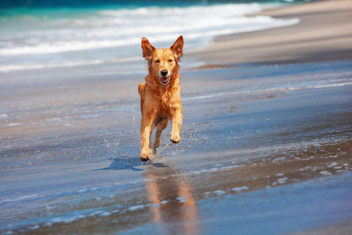 dog-friendly weekend breaks in a UK holiday park