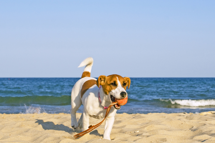 dog-friendly weekend breaks on the beach