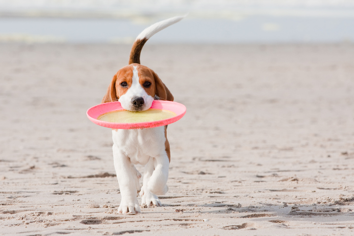 Accompanying image for Marton Mere, a pet-friendly caravan park by the sea in North West England. | Image shows a playful Beagle puppy running on a sandy beach, carrying a bright pink frisbee in its mouth. The puppy has a brown and white coat, with a happy and energetic expression. The background shows a blurred view of the ocean, adding to the lively beach atmosphere. This adorable scene captures the joy and playfulness of the puppy, making it a perfect moment of fun by the seaside.