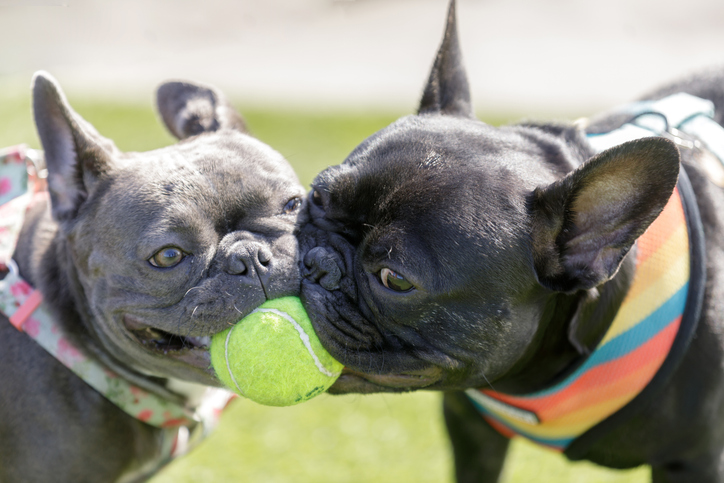 Accompanying image for pet-friendly caravan holiday by the sea introduction | Image shows two French Bulldogs playing together on a grassy lawn, both gripping a bright green tennis ball in their mouths. The dog on the left has a gray coat and wears a floral harness, while the dog on the right has a black coat and wears a colorful striped harness. Their playful interaction and close contact highlight their friendly and energetic nature. The background is blurred, keeping the focus on the dogs and their fun moment.