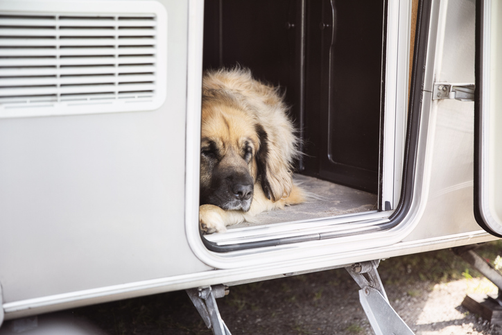 A big Leonberger dog sleeping in the doorway of an Eriba caravan during the stay on a camping site on a camping trip.