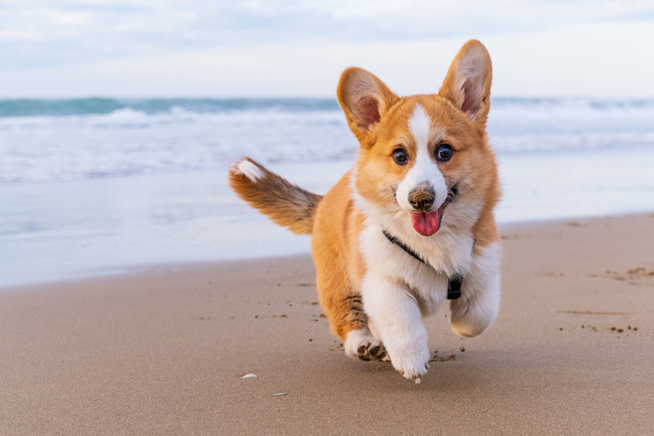 An adorable Corgi puppy running joyfully on a sandy beach with the ocean in the background. The puppy has a reddish-brown and white coat, with large ears perked up and a happy expression on its face. The beach is serene, with gentle waves rolling in under a partly cloudy sky. This lively scene captures the playful spirit of the puppy and the beauty of the coastal setting.