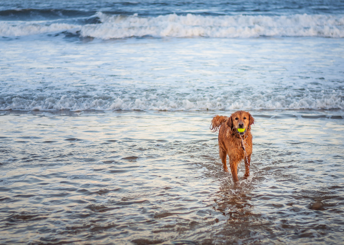 dog-friendly accommodation in Northumberland. dog splashing in the sea with a ball in his mouth