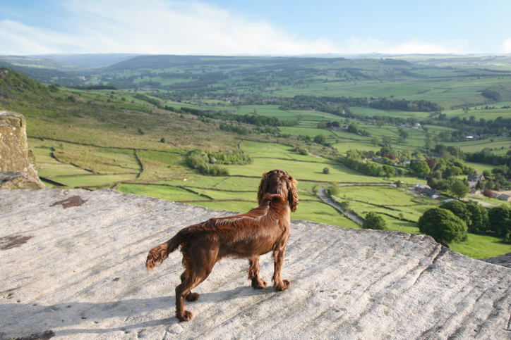 dog-friendly accommodation in the Peak District. dog looking out over the countryside