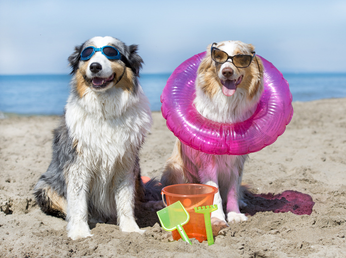 dogs standing on the beach, in France