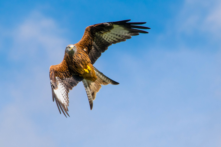 A Red Kite, bird of prey (raptor) flying in the pale blue sky. Close up action shot of bird mid-flight showing its white feathers on its underwing. Photo taken in mid-Wales between Snowdonia National Park and Aberystwyth.