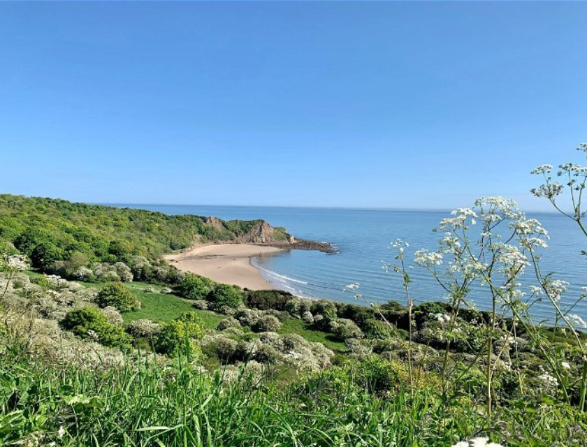 A scenic view of a coastal bay with a sandy beach, surrounded by lush green vegetation and trees. The bay is enclosed by rocky cliffs and overlooks a calm, blue ocean under a clear sky. In the foreground, white wildflowers and tall grasses add detail to the vibrant landscape. The beach curves gently along the shoreline, and the dense greenery extends down to the water's edge, creating a picturesque and tranquil scene.