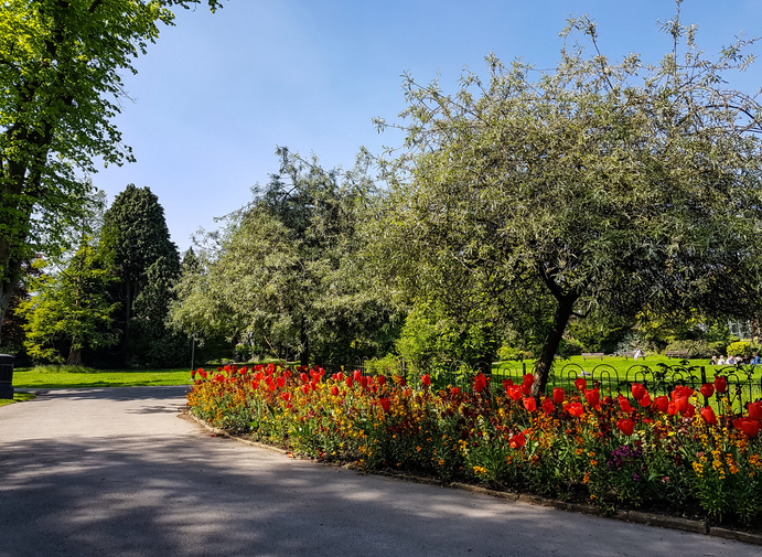 Closed up nature view of Tulips (Tulipa), low angle view, side shot, in Valley Gardens under the clear sky in the bright day at Harrogate, North Yorkshire, UK. One of the things to do in Harrogate