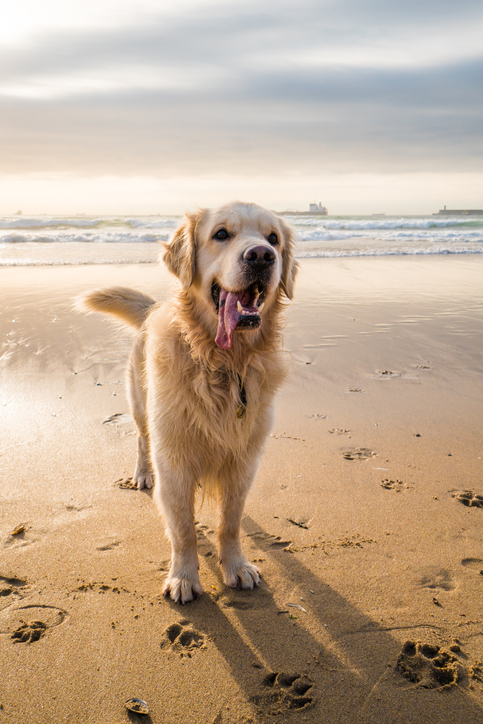 Beautiful playful golden retriever on the beach 