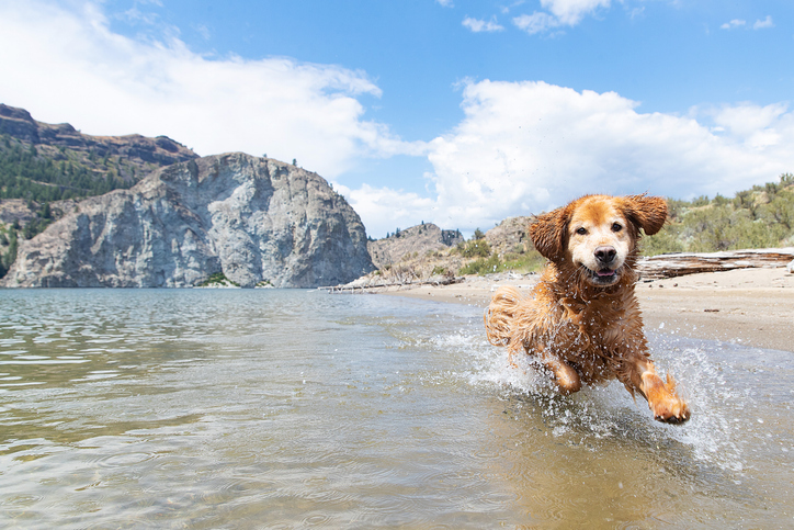 Wet golden retriever dog running and splashing through water at a beach.