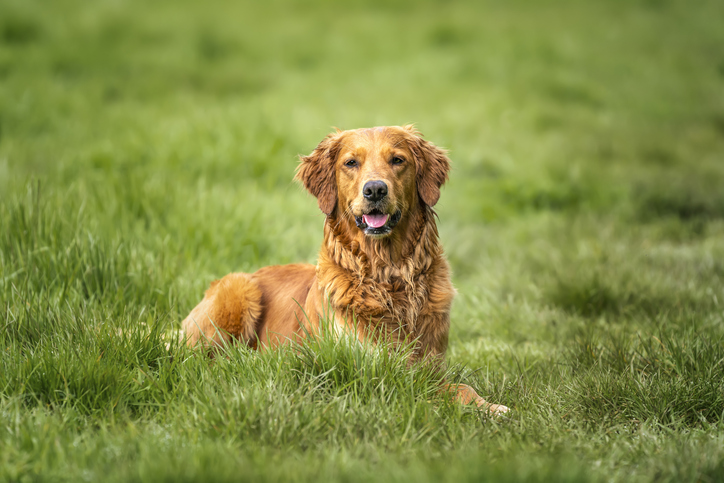 Golden Retriever laying down in a field looking at the camera all happy