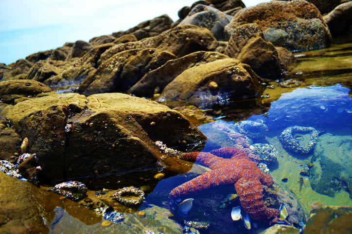 Explore marine life at Sandy Bay Beach |  Image of a Red starfish visible through clear waters in a tide pool with surrounding rocks.