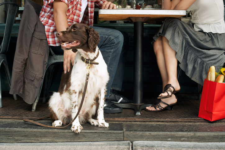 Discovering dog-friendly pubs in Towyn offers both delightful experiences and scenic beauty. Imagine enjoying a refreshing drink at a cozy pub after a picturesque walk along the coastal paths, with breathtaking views of the sea and cliffs. Towyn, with its welcoming atmosphere, provides numerous dog-friendly pubs where you and your furry friend can relax and take in the serene surroundings. The image of a happy dog sitting with its owners at an outdoor table perfectly captures the inclusive and warm environment these pubs offer. Whether you’re exploring historical sites, enjoying the coastal scenery, or simply relaxing with a pint Towyn ensures a memorable and inclusive visit for you and your pet.