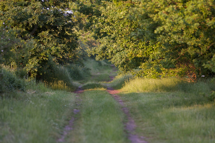 Lincolnshire landscapes. A path with trees on either side