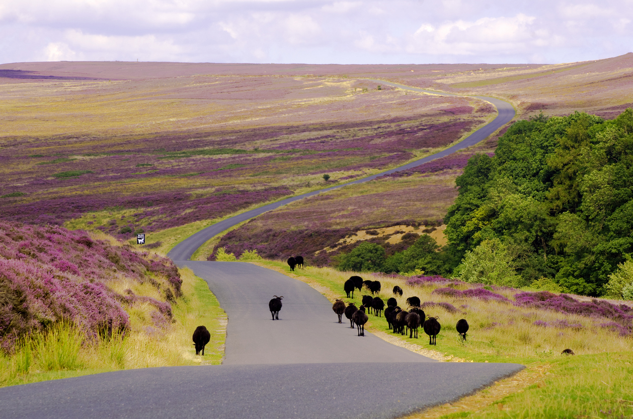 Black Sheep walking down the road over Spaunton Moor, just above Hutton Le Hole on the North York Moors