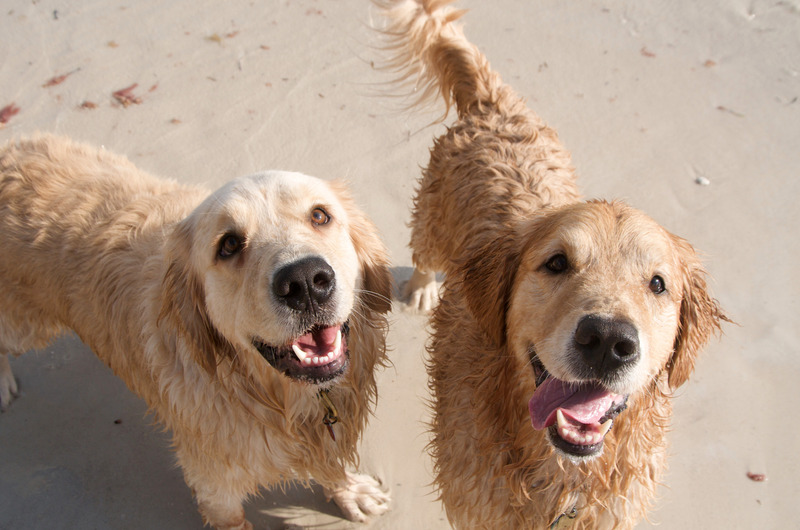 Two Golden Retrievers stare at the camera on the beach during a Parkdean holiday parks Scotland holiday