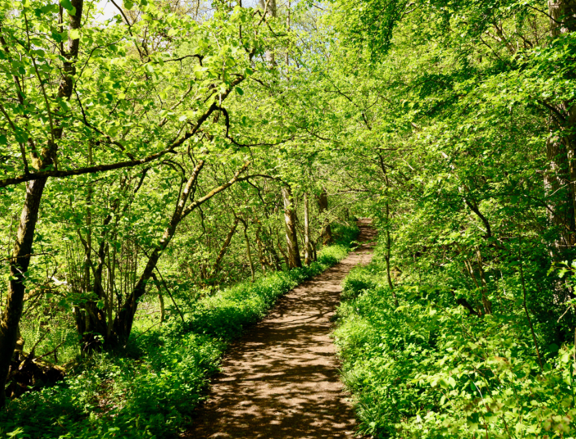 A sun-dappled path in a dense, green forest. The path is narrow and winding, surrounded by lush vegetation, creating a serene and peaceful atmosphere perfect for a nature walk.