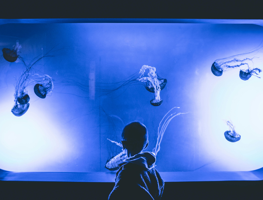 A child standing in front of a blue-lit aquarium tank, watching jellyfish gracefully floating.