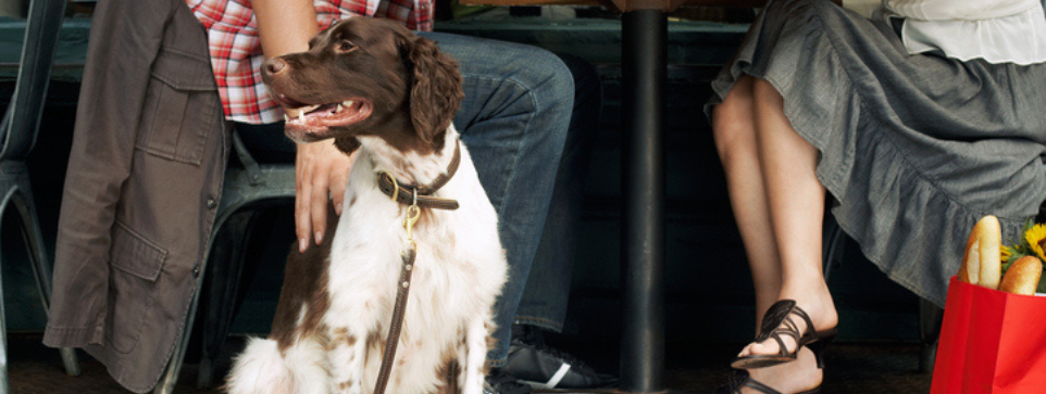 Dog sitting on the ground beside a table, with two people seated nearby, one person gently patting the dog, and a shopping bag filled with groceries visible in the background.