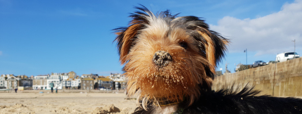 A five month old yorkie puppy at the beach in Cornwall UK.