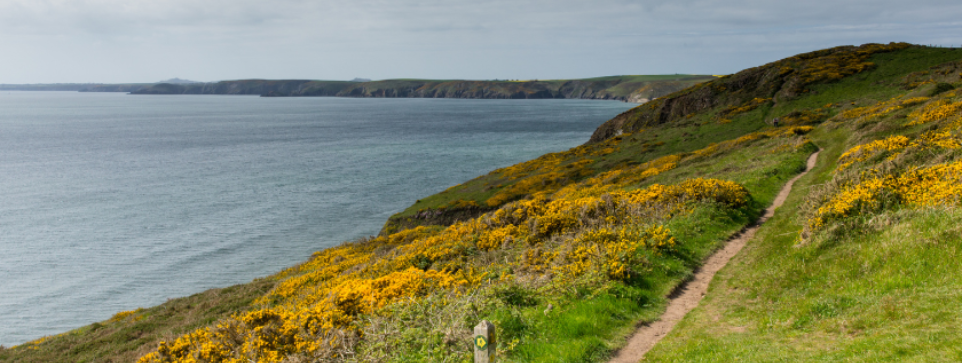 A coastal path on a grassway with yellow flowers on the hillside. The blue sky is hardly visible behind the clouds.