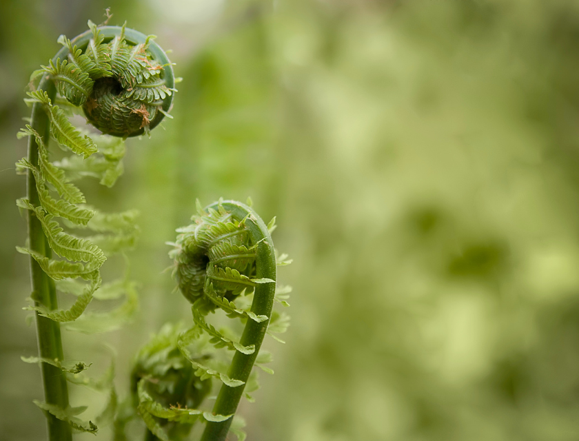 Close-up of young fern fronds unfurling in a lush, green environment, showcasing the rich and diverse plant life found in the Lincolnshire Fens, a unique natural area known for its wetlands and vibrant biodiversity