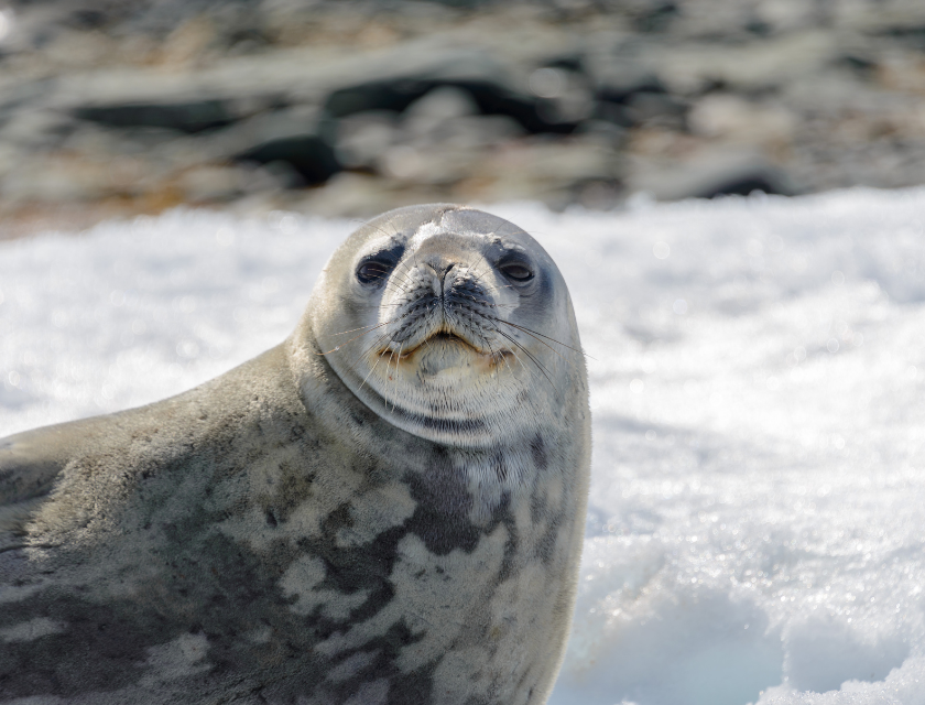 Seal island is a popular thing to see in St Ives for visitors | Image shows a close up of a grey seal with white snow and grey rocks in the background.