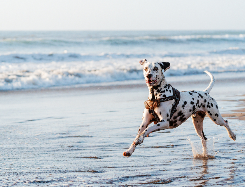 Playful Dalmatian dog running along the shoreline of a sandy beach, with waves crashing in the background on a sunny day.