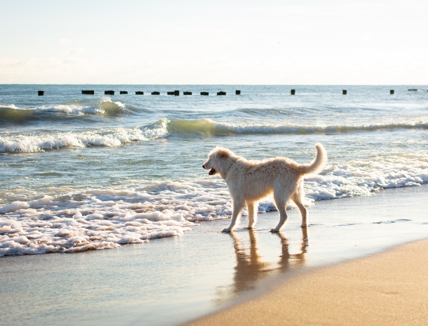 White dog walking along the shoreline. Waves gently roll in on a sunny day at the beach.