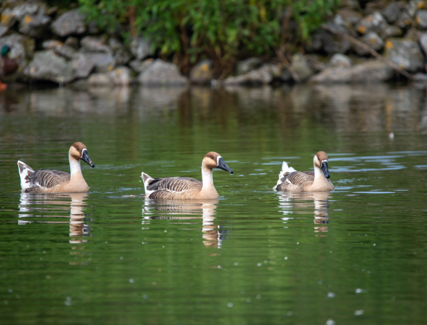 The image shows three geese swimming in a calm body of water. The geese have brown bodies with darker heads and white underparts. The water reflects their images clearly, and in the background, there is a shoreline with rocks and greenery. 