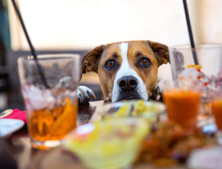 Dog-friendly activities and pubs are popular with visitors in Mablethorpe. An in focus dog looking directly into the camera with an out of focus foreground showing two drinks with straws.