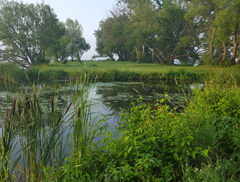 Shot of a nature reserve with a body of water in the middle. The whole image is framed by green shrubbery & tress. 