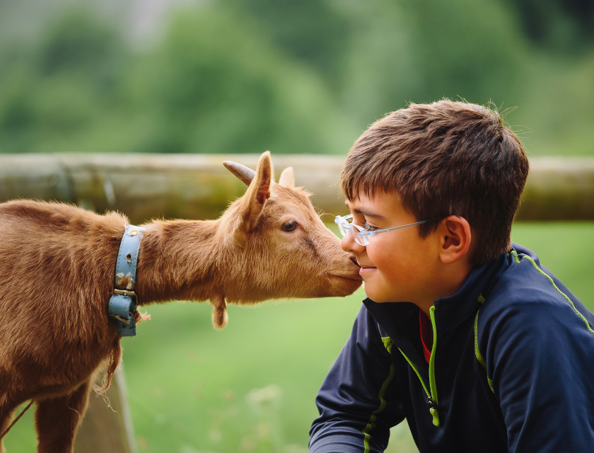 Close up of a smiling boy (aged 8-12) face to face with a goat. There is a blurred background and a fence post is visible.