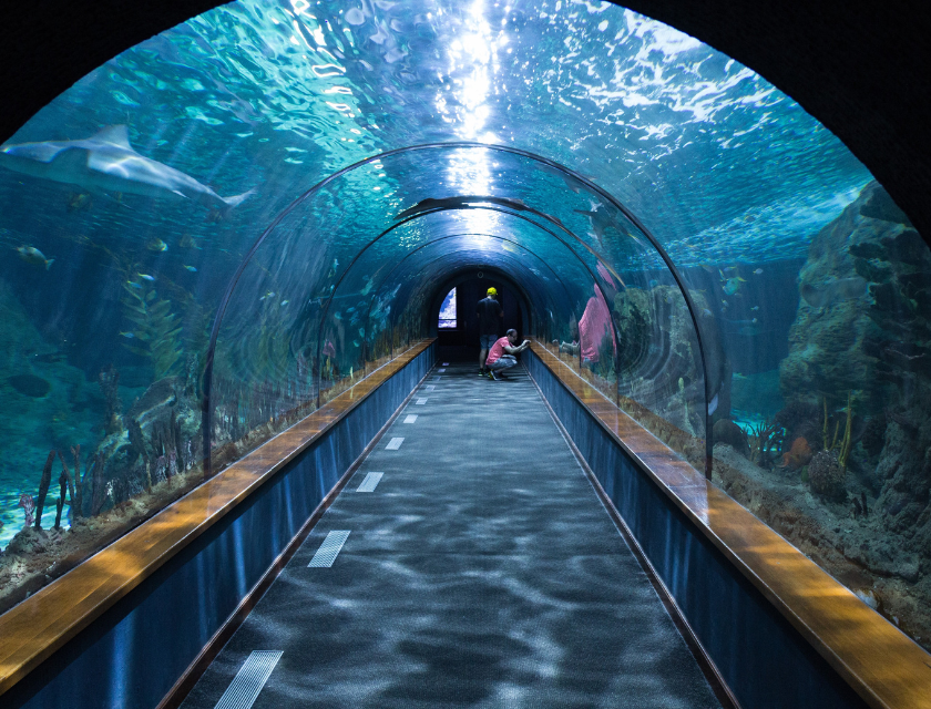 A stunning underwater tunnel in an aquarium, showcasing marine life in a captivating, immersive setting, similar to the Mevagissey Aquarium experience.