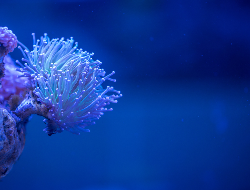 Close-up of a coral or sea anemone underwater with light-colored tentacles tips that extending outward in various directions,. The feeling is a serene, tranquil underwater environment.