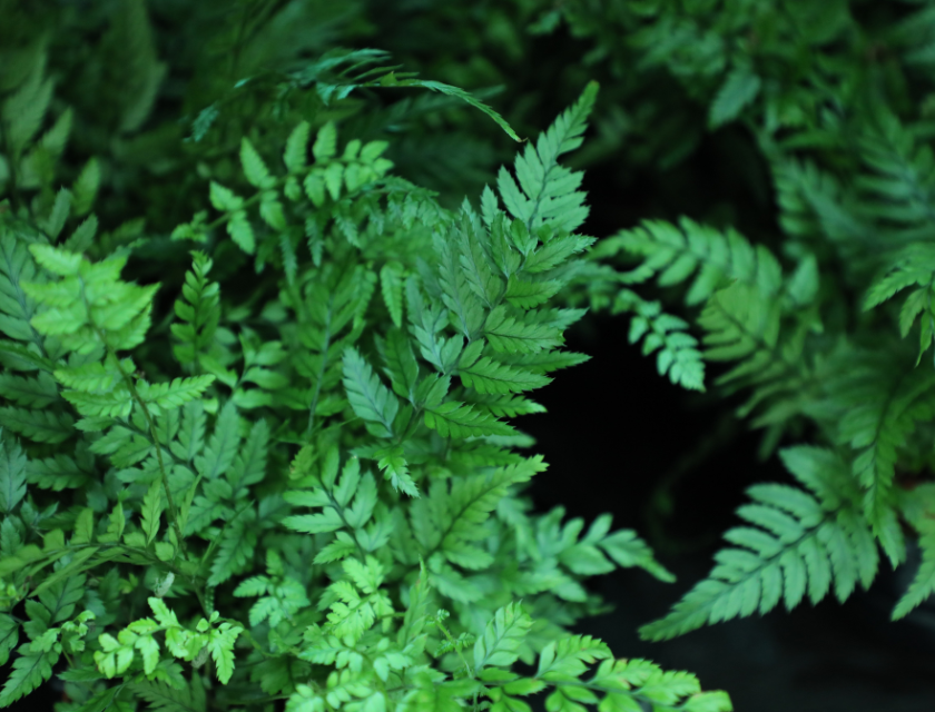 Close-up of lush green ferns, illustrating the rich and diverse plant life at attractions like the Lost Gardens of Heligan