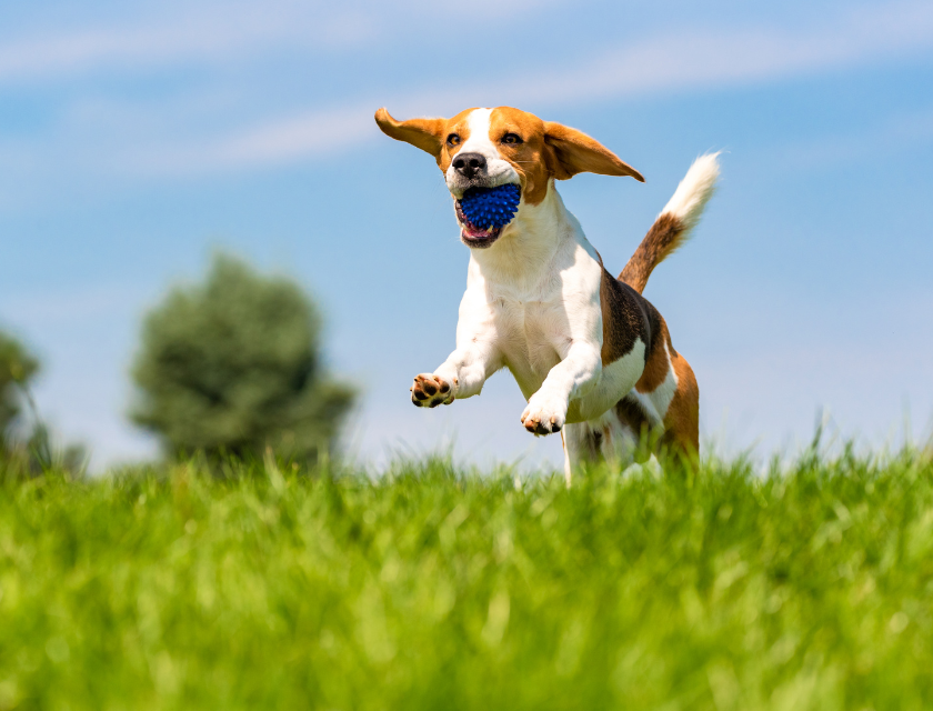 Gleeful spaniel with a blue ball in its mouth bounding across a a green field with a bright, blue sky in the background.