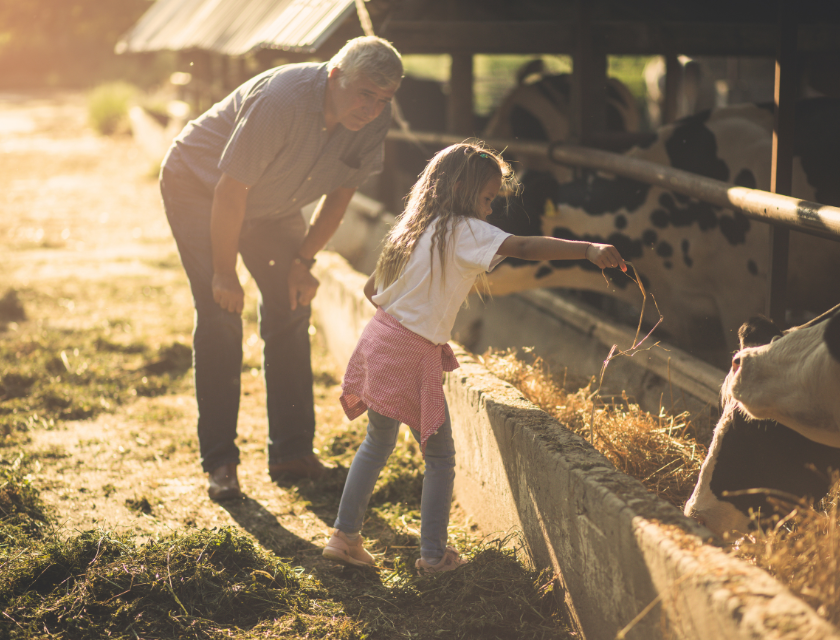 Visiting a farm is a delightful activity for families. A grandfather and his granddaughter feeding a cow in a sunlit farm setting, capturing a moment of connection and learning in a rural environment. 