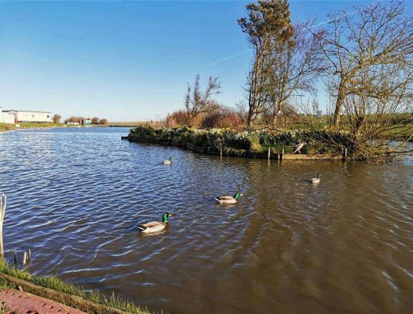 Facilities at Sand Le Mere Holiday Village near Withernsea include a fishing lake. Ducks swimming in calm waters. The sky is bright blue and the trees have no leaves.