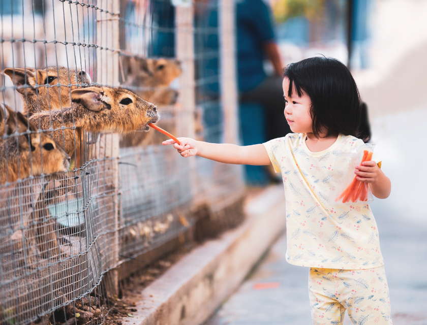 Black haired toddler feeding a carrot to an animal that is behind a fence at a zoo.